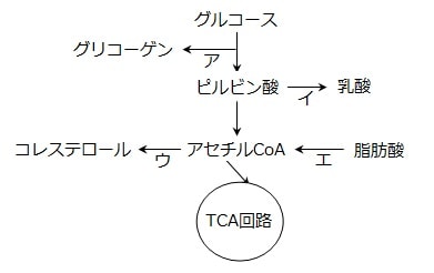 クエン酸回路